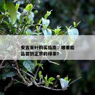 安吉茶叶购买指南：哪里能品尝到正宗的绿茶？