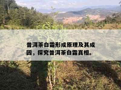 普洱茶白霜形成原理及其成因，探究普洱茶白霜真相。