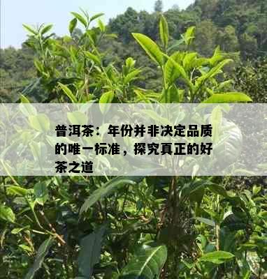 普洱茶：年份并非决定品质的唯一标准，探究真正的好茶之道