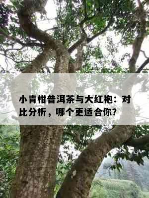 小青柑普洱茶与大红袍：对比分析，哪个更适合你？