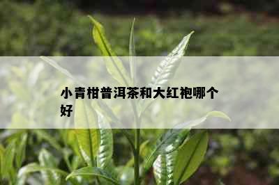 小青柑普洱茶和大红袍哪个好