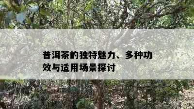 普洱茶的独特魅力、多种功效与适用场景探讨