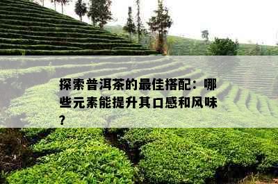 探索普洱茶的更佳搭配：哪些元素能提升其口感和风味？