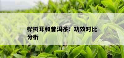 桦树茸和普洱茶：功效对比分析