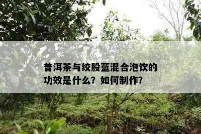 普洱茶与绞股蓝混合泡饮的功效是什么？如何制作？