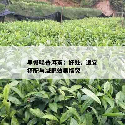 早餐喝普洱茶：好处、适宜搭配与减肥效果探究