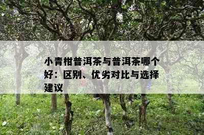 小青柑普洱茶与普洱茶哪个好：区别、优劣对比与选择建议