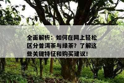 全面解析：如何在网上轻松区分普洱茶与绿茶？了解这些关键特征和购买建议！