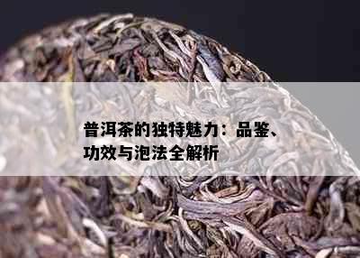 普洱茶的独特魅力：品鉴、功效与泡法全解析