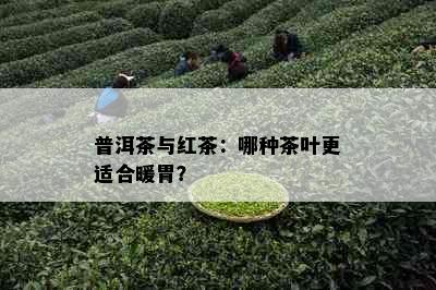 普洱茶与红茶：哪种茶叶更适合暖胃？