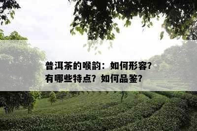 普洱茶的喉韵：如何形容？有哪些特点？如何品鉴？