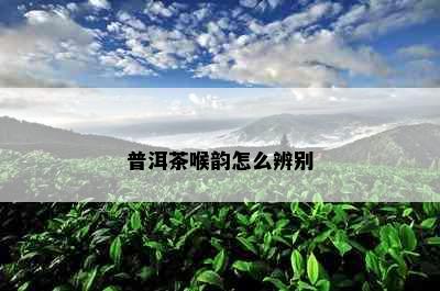 普洱茶喉韵怎么辨别