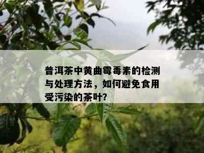 普洱茶中黄曲霉素的检测与处理方法，如何避免食用受污染的茶叶？