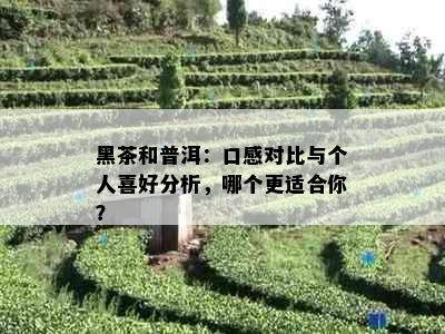 黑茶和普洱：口感对比与个人喜好分析，哪个更适合你？