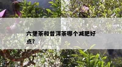 六堡茶和普洱茶哪个减肥好点？