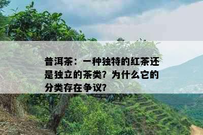 普洱茶：一种独特的红茶还是独立的茶类？为什么它的分类存在争议？