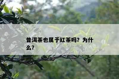 普洱茶也属于红茶吗？为什么？