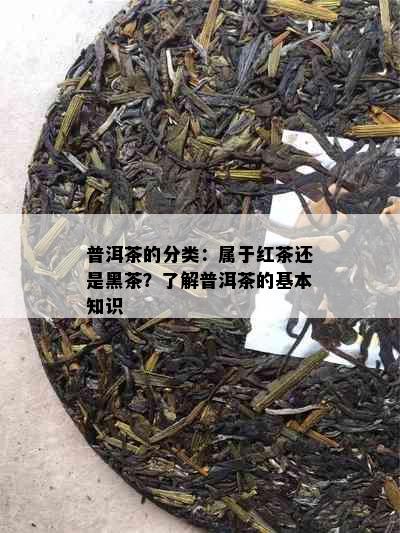 普洱茶的分类：属于红茶还是黑茶？了解普洱茶的基本知识