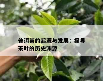 普洱茶的起源与发展：探寻茶叶的历史渊源