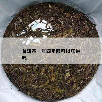 普洱茶一年四季都可以压饼吗