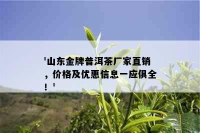 '山东金牌普洱茶厂家直销，价格及优惠信息一应俱全！'