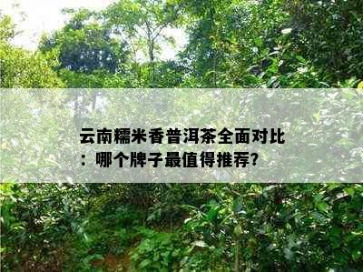 云南糯米香普洱茶全面对比：哪个牌子最值得推荐？