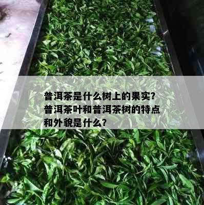 普洱茶是什么树上的果实？普洱茶叶和普洱茶树的特点和外貌是什么？