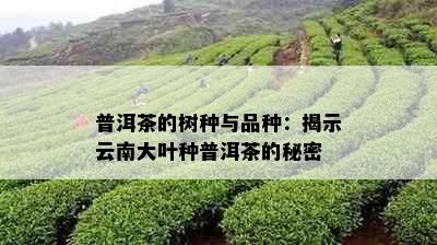 普洱茶的树种与品种：揭示云南大叶种普洱茶的秘密