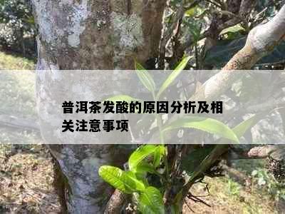 普洱茶发酸的原因分析及相关注意事项