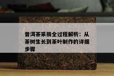 普洱茶采摘全过程解析：从茶树生长到茶叶制作的详细步骤