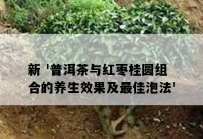 新 '普洱茶与红枣桂圆组合的养生效果及更佳泡法'