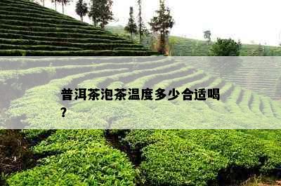 普洱茶泡茶温度多少合适喝？