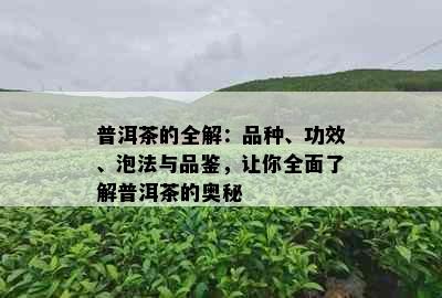 普洱茶的全解：品种、功效、泡法与品鉴，让你全面了解普洱茶的奥秘