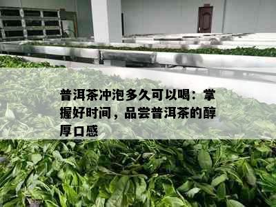 普洱茶冲泡多久可以喝：掌握好时间，品尝普洱茶的醇厚口感