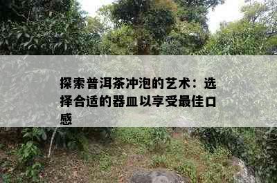 探索普洱茶冲泡的艺术：选择合适的器皿以享受更佳口感