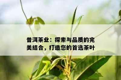 普洱茶业：探索与品质的完美结合，打造您的首选茶叶