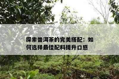 探索普洱茶的完美搭配：如何选择更佳配料提升口感