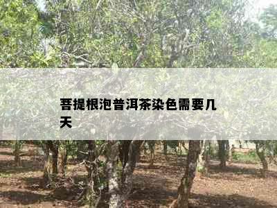 菩提根泡普洱茶染色需要几天