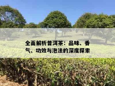 全面解析普洱茶：品味、香气、功效与泡法的深度探索