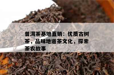 普洱茶基地直销：优质古树茶，品味地道茶文化，探索茶农故事