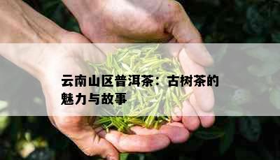 云南山区普洱茶：古树茶的魅力与故事