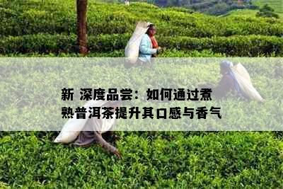 新 深度品尝：如何通过煮熟普洱茶提升其口感与香气