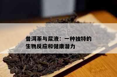 普洱茶与尿液：一种独特的生物反应和健康潜力