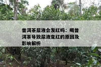 普洱茶尿液会发红吗：喝普洱茶导致尿液变红的原因及影响解析