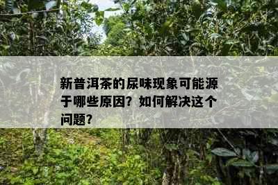 新普洱茶的尿味现象可能源于哪些原因？如何解决这个问题？