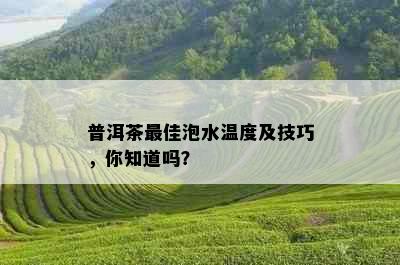 普洱茶更佳泡水温度及技巧，你知道吗？