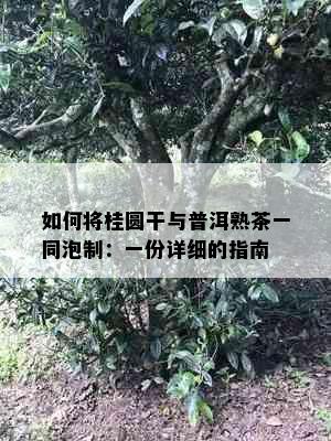 如何将桂圆干与普洱熟茶一同泡制：一份详细的指南