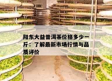 阳东大益普洱茶价格多少一斤：了解最新市场行情与品质评价