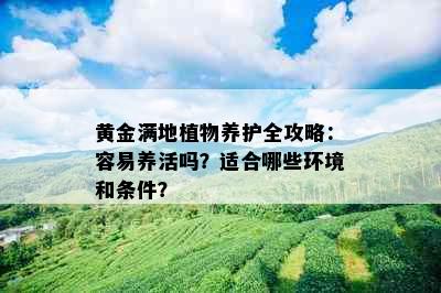 黄金满地植物养护全攻略：容易养活吗？适合哪些环境和条件？