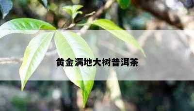 黄金满地大树普洱茶